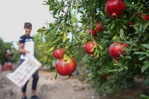 Narda fiyat da verim de arttı