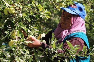 Fransa ve İspanya'daki bebeklerin meyve püresi Erzincan'dan