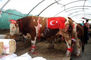 Anadolu'nun çeşitli illerinden getirilen kurbanlıklar İstanbul'da satışları başladı 