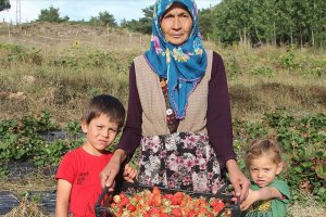 Devlet desteğiyle 60 yaşında köyünde çilek bahçesi oluşturdu