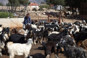 Keçilerin çobanı, mahallelinin öğretmeni oldu