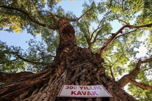 300 Yıllık kavak ağacı yıllara meydan okuyor 