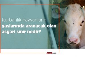 Kurbanlık hayvanların yaşlarında aranacak olan asgari sınır nedir?