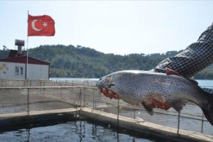 Şehrin denizi yok ama milyon dolarlık balık ihracatı yapıyor