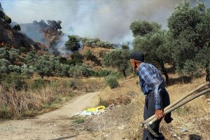 Aydın'da zeytinlik ve incirlik alanda yangın çıktı