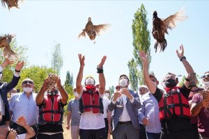 Tokat'ta 'kene avcısı' bin keklik ve sülün doğaya bırakıldı