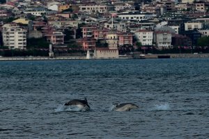 'Hamsinin azalmasının nedeni yunuslar değil insan kaynaklıdır'