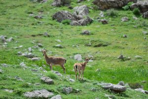 Koruma altındaki yaban keçileri dağlara güzellik katıyor