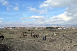 Yılkı atları beslenmek için sürü halinde kent merkezine indi